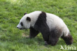 Giant Panda (Ailuropoda melanoleuca)