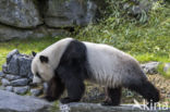 Giant Panda (Ailuropoda melanoleuca)