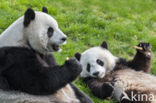 Giant Panda (Ailuropoda melanoleuca)