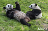 Giant Panda (Ailuropoda melanoleuca)