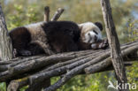 Giant Panda (Ailuropoda melanoleuca)