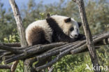 Giant Panda (Ailuropoda melanoleuca)