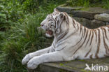 Bengal Tiger (Panthera tigris tigris)
