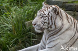 Bengal Tiger (Panthera tigris tigris)