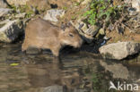 capybara (Hydrochoerus hydrochaeris)