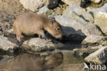 capybara (Hydrochoerus hydrochaeris)