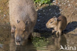 capybara (Hydrochoerus hydrochaeris)