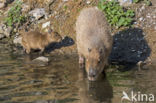 capybara (Hydrochoerus hydrochaeris)