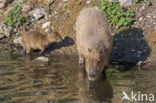 Capibara