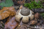 Collared Earthstar (Geastrum triplex)