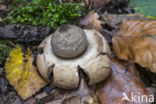 Collared Earthstar (Geastrum triplex)