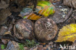 Collared Earthstar (Geastrum triplex)