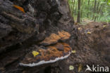 Platte tonderzwam (Ganoderma lipsiense)