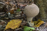 Peervormige stuifzwam (Lycoperdon pyriforme)