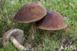 Gewone berkenboleet (Leccinum scabrum)