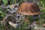 Gewone berkenboleet (Leccinum scabrum)