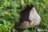 Ruitjesbovist (Calvatia utriformis)