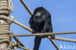 Zwarte brulaap (Alouatta caraya)