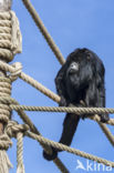 Zwarte brulaap (Alouatta caraya)