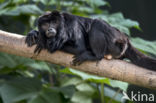 Zwarte brulaap (Alouatta caraya)