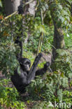 Siamang (Symphalangus syndactylus)