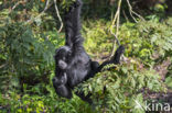 Siamang (Symphalangus syndactylus)