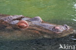 Hippopotamus (Hippopotamus amphibius)