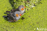 Zebra finch (Taeniopygia guttata)