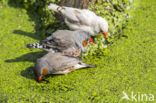 Zebra finch (Taeniopygia guttata)