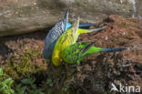 Grasparkiet (Melopsittacus undulatus)