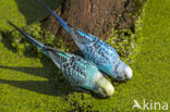 Budgerigar (Melopsittacus undulatus)