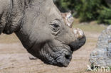 white Rhinoceros