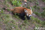 Red Panda (Ailurus fulgens)