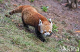 Kleine panda (Ailurus fulgens)