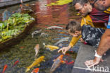 Cyprinus rubrofuscus