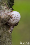 Birch polypore (Piptoporus betulinus)