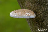 Birch polypore (Piptoporus betulinus)