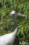 Manchurian crane (Grus japonensis)