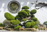 Chamaecyparis obtusa