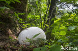 Giant Puffball (Langermannia gigantea)