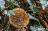 Spiny Puffball (Lycoperdon echinatum)