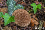 Spiny Puffball (Lycoperdon echinatum)