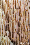 Upright coral (Ramaria stricta)