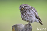 Little Owl (Athene noctua)