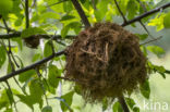 mossyrose gall wasp (Diplolepis rosae)