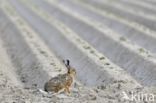 Brown Hare (Lepus europaeus)