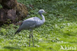 Blue Crane (Grus paradisea)