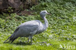 Grus paradisea
