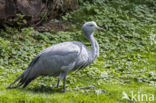 Blue Crane (Grus paradisea)