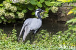 Demoiselle crane (Grus virgo)